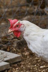 Free-range hens or chicken on an organic farm. Feeding  white hens with grain. Poultry farming concept. Selective focus