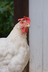 Free-range hens or chicken on an organic farm. Feeding  white hens with grain. Poultry farming concept. Selective focus