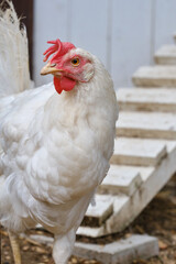 Free-range hens or chicken on an organic farm. Feeding  white hens with grain. Poultry farming concept. Selective focus