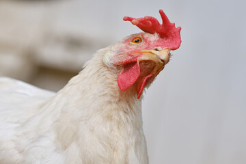 Free-range hens or chicken on an organic farm. Feeding  white hens with grain. Poultry farming concept.