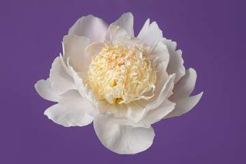Elegant peony flower with white petals and yellow stamens isolated on purple background.