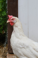 Free-range hens or chicken on an organic farm. Feeding  white hens with grain. Poultry farming concept. Selective focus