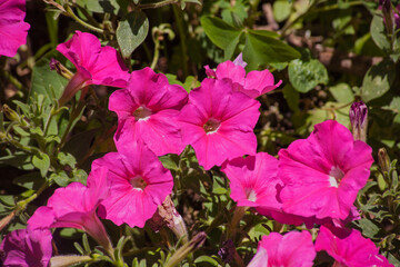 Pink Petunias 13894
