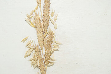 Ripe ears of wheat isolated on white background