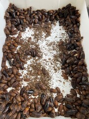 many dubia cockroach, dirty insect