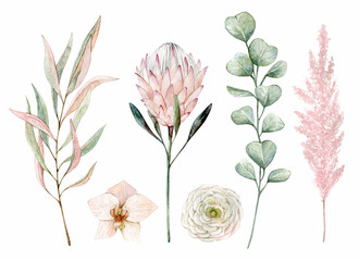 Watercolor illustration set with pampas grass, orchid, protea, eucalyptus, ranunculus. Isolated on white background. Hand drawn clipart. Perfect for card, postcard, tags, invitation, printing.