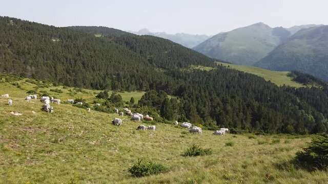 France Pyr&eacute;n&eacute;es Ari&egrave;ge Plateau de Beille montagne troupeau vaches agriculture elevage paysage environnement