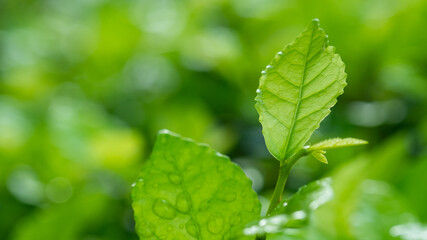 Fototapeta na wymiar Water on leave background, Green leaf nature