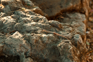 A lizard Chalcides bedriagai, aka Bedriaga's skink, on the stones