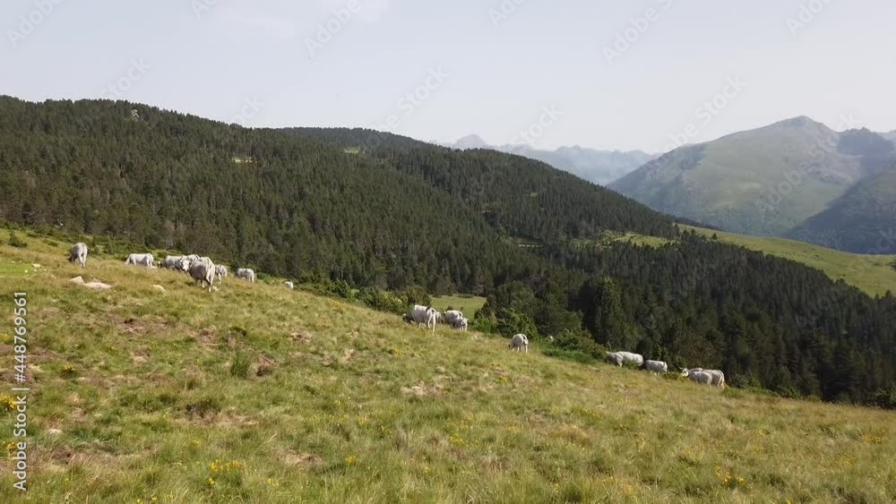 Poster france pyrénées ariège plateau de beille montagne troupeau vaches agriculture elevage paysage enviro