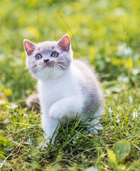 Naklejka na ściany i meble portrait of funny british shothair bicolor gray kitten with yelow eyes on the autumn background
