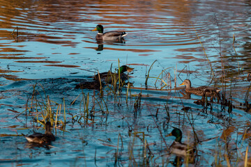 Ducks in the pond with reflection of blue sky and yellow autumn leaves on the surface