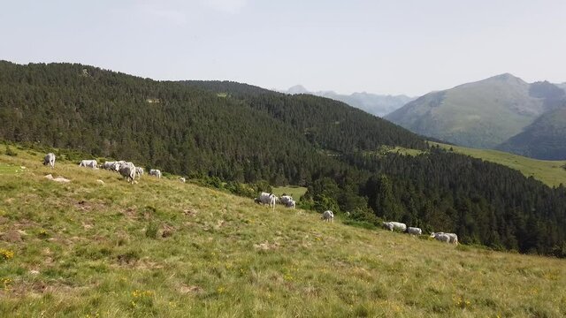 France Pyrénées Ariège Plateau de Beille montagne troupeau vaches agriculture elevage paysage environnement