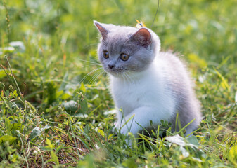 portrait of funny british shothair bicolor gray kitten with yelow eyes on the autumn background