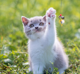 Fototapeta premium portrait of funny british shothair bicolor gray kitten with yelow eyes on the autumn background