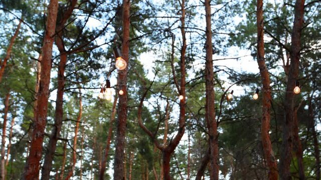 Festive string lights in the woods. String lights suspended at party. Garland of bulbs hanging in pine forest branches.