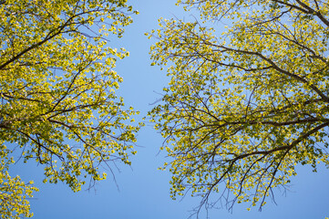 Tree tops with young green foliage against blue sky