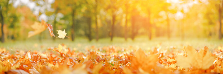 Val brede banner. Mooie herfst geel en rood gebladerte in gouden zon landschap. Vallende bladeren natuurlijke achtergrond kopie ruimte, selectieve focus