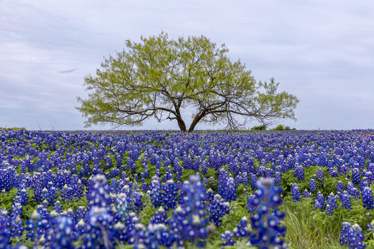 Texas hill country  bluebonnets and long horn cattle 