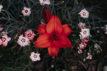 Fototapety na wymiar - Fototapeta24.pl