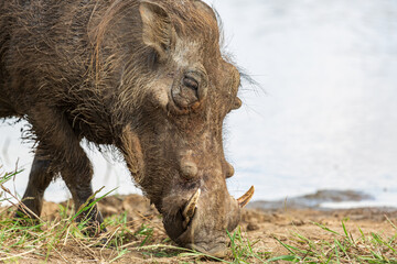 Close-up view of common warthog Phacochoerus africanus standing on grass, Kruger National Park, South Africa