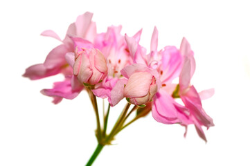 close-up - tender pink geranium on a white background