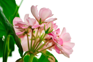 Obraz premium close-up - pale pink geranium with green foliage on a white background