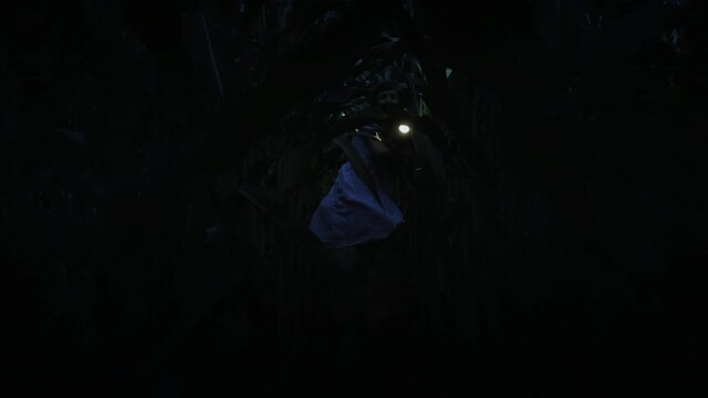 Frightened young woman with a flashlight runs through the thicket at night, looking for a way out, running away from pursuit