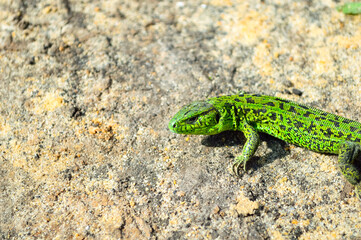 close-up - a green little lizard crawling on the warm ground