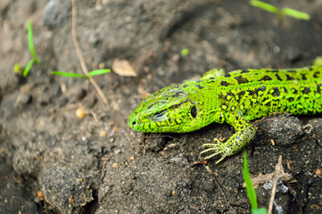 Naklejka na ściany i meble close-up - a green little lizard crawling on the warm ground
