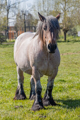 Front view of a brownish grayish Dutch draft horse known as Zeeland horse, standing on green pasture and looking at the camera, farm on a sunny day in Schouwen Duiveland, Netherlands