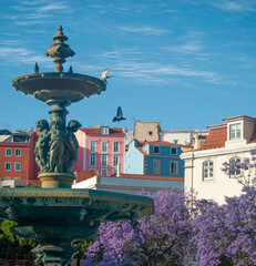 Jacaranda blooming in Lisbon Rosso Square North Fountain, beautiful view at the colorful houses - Portugal, 28.05.2021