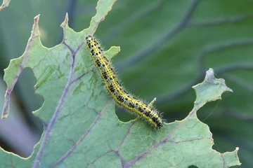 Kohlweißling © aundrup