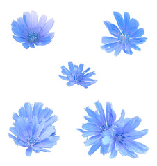 chicory flowers on white background