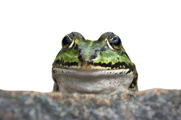 Close up front view of a green frog head saying hallo when sticking its head up and isolated on white background