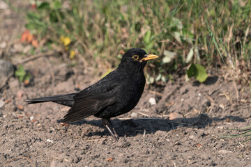 Side view of eurasian blackbird male on the ground facing right