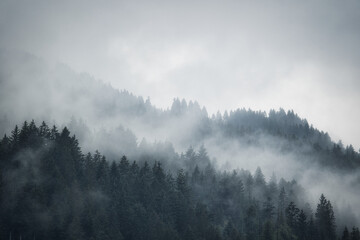 fog in the mountains and over forest