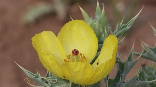 mexican prickly poppy thorn yellow flower blossoming in the field