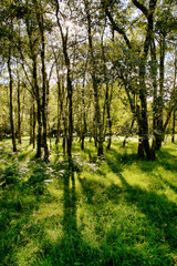 Fototapeta na wymiar View of WIcklow Woods 3