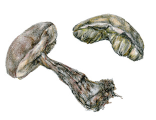 Pencil illustration of mushrooms, isolated on white background. Hand drawn elegannt realistic clip art,