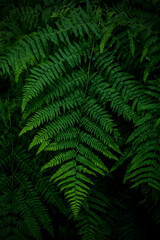 Ferns in the forest, Bali. Beautiful ferns leaves green foliage. Close up of beautiful growing ferns in the forest.