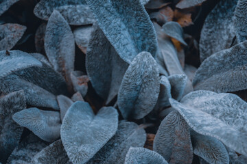 Stachys byzantina close up herbal shaggy hairy wooly plant leaves of Lamb's Ear bush close up macro as natural blue herbal botanical blurred outdoor dark grainy noisy wallpaper backdrop background  