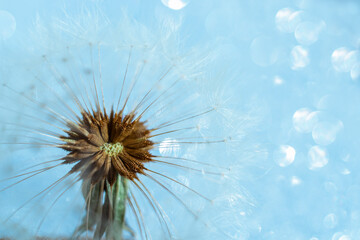 Close-up dandelion head on magical blue bokeh background
