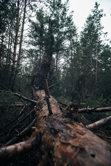 Fototapeta na wymiar Fallen tree in a pine forest after a strong hurricane wind.