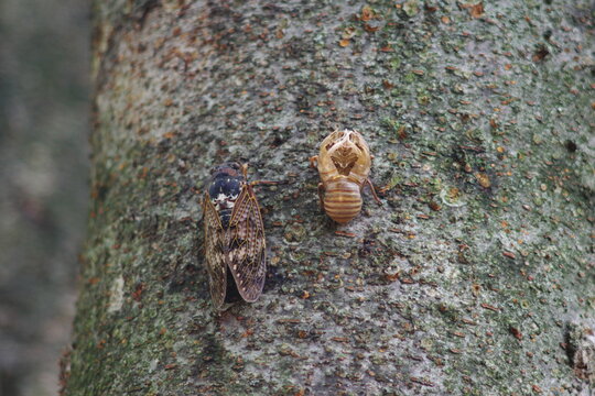 蝉（cicada）