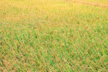 yellow rice fields, agricultural crops 