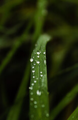 rain drops on the grass