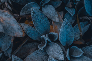 Stachys byzantina close up herbal shaggy hairy wooly plant leaves of Lamb's Ear bush close up macro as natural blue herbal botanical blurred outdoor dark grainy noisy wallpaper backdrop background  
