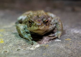 single frog looking at the camera sat on stone floor