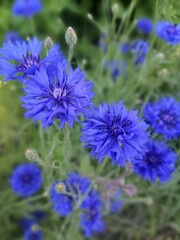 an incredibly beautiful bouquet of field cornflowers or Centaurea Cyanus with sky-blue blooming flowers on a blurry background. Floral Wallpaper